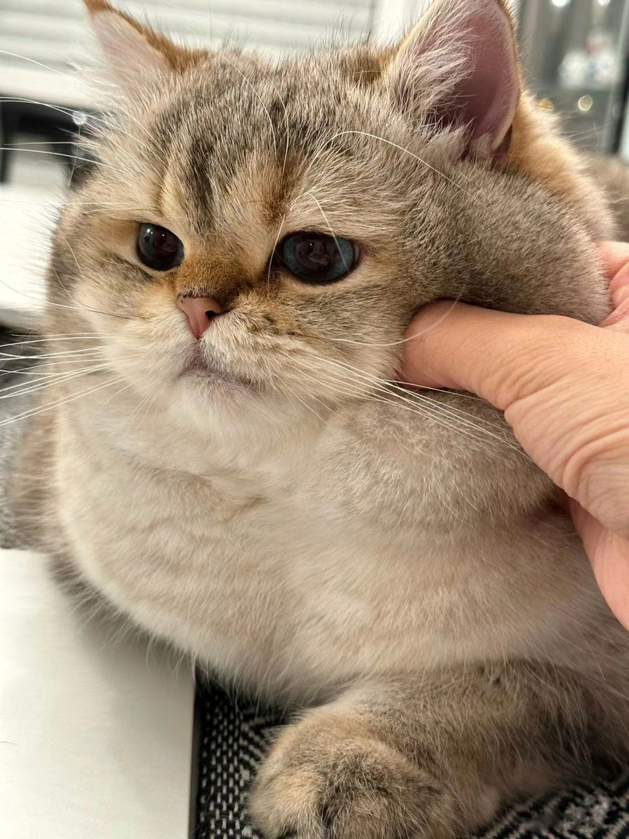 ShouldHaveCat's tweet image. SQISHYYYY!!