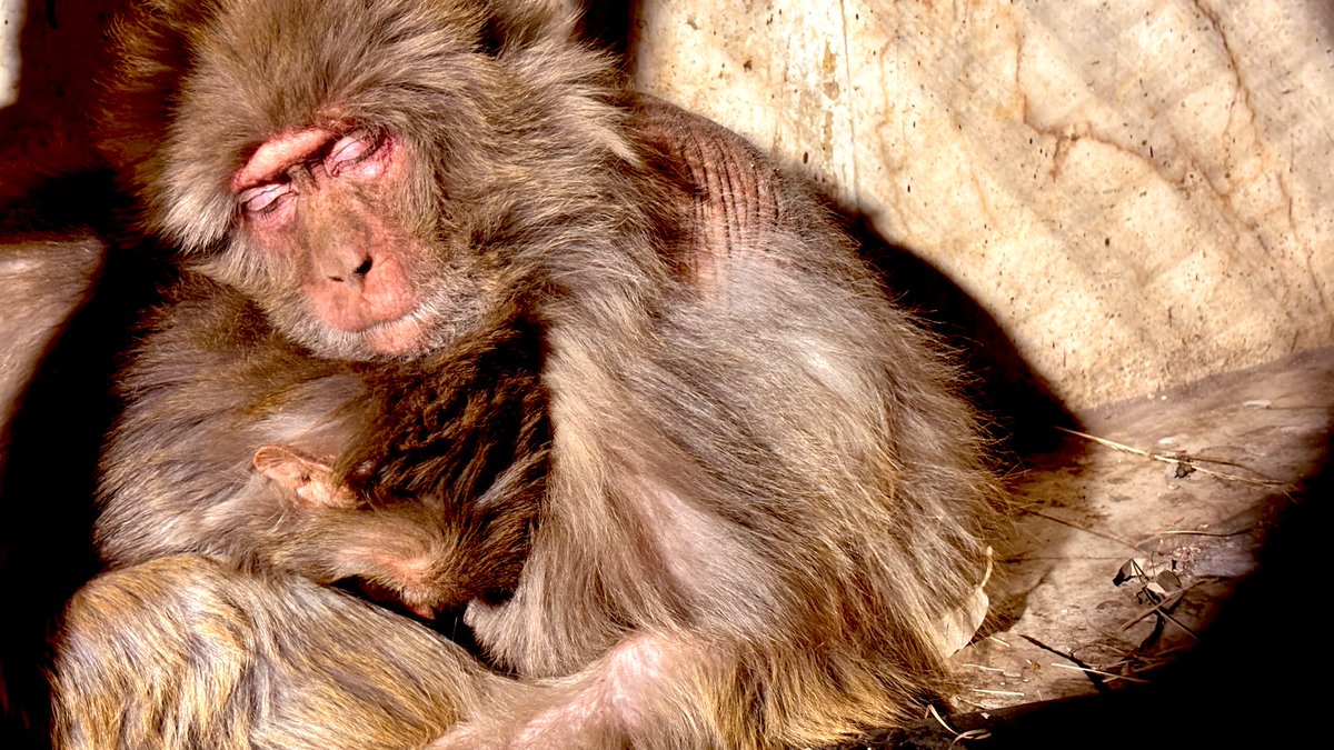 ये सर्द रात ये आवारगी ये नींद का बोझ
हम अपने शहर में होते तो घर गए होते..
<a href="/Rohitashwa14/">Rohitashwa रोहिताश्व</a> 
#wildlifephotography #lovelive #HanumanKind