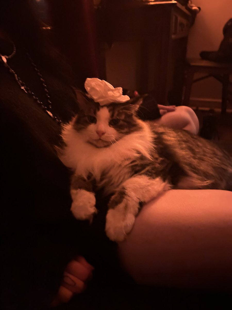 SOVKOA's tweet photo. To the few people that will see this.
My cat is dying
He has thread stuck inside of him and he has been in pain and crying and hissing confused and scared 
He will need surgery to remove bunch and twist of thread inside of him. 
https://t.co/6DAIsRJIqy
#CatsOfTwitter #cute #cats https://t.co/FamyuR0Mtb