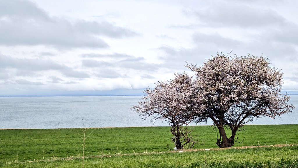 baye_beze's tweet photo. Badem ağaçları,
Nar çiçekleri,
Geride kalan hüzünlü tarih...

|çarpanak adası -/- van https://t.co/fyOqeUIzrQ