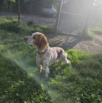🆘13 APR 2025 #Lost SOL #ScanMe #Tagged
White/Beige English Setter Male
#Kessingland /#Benacre nr #Lowestoft #Suffolk #NR33 
doglost.co.uk/dog-blog.php?d…