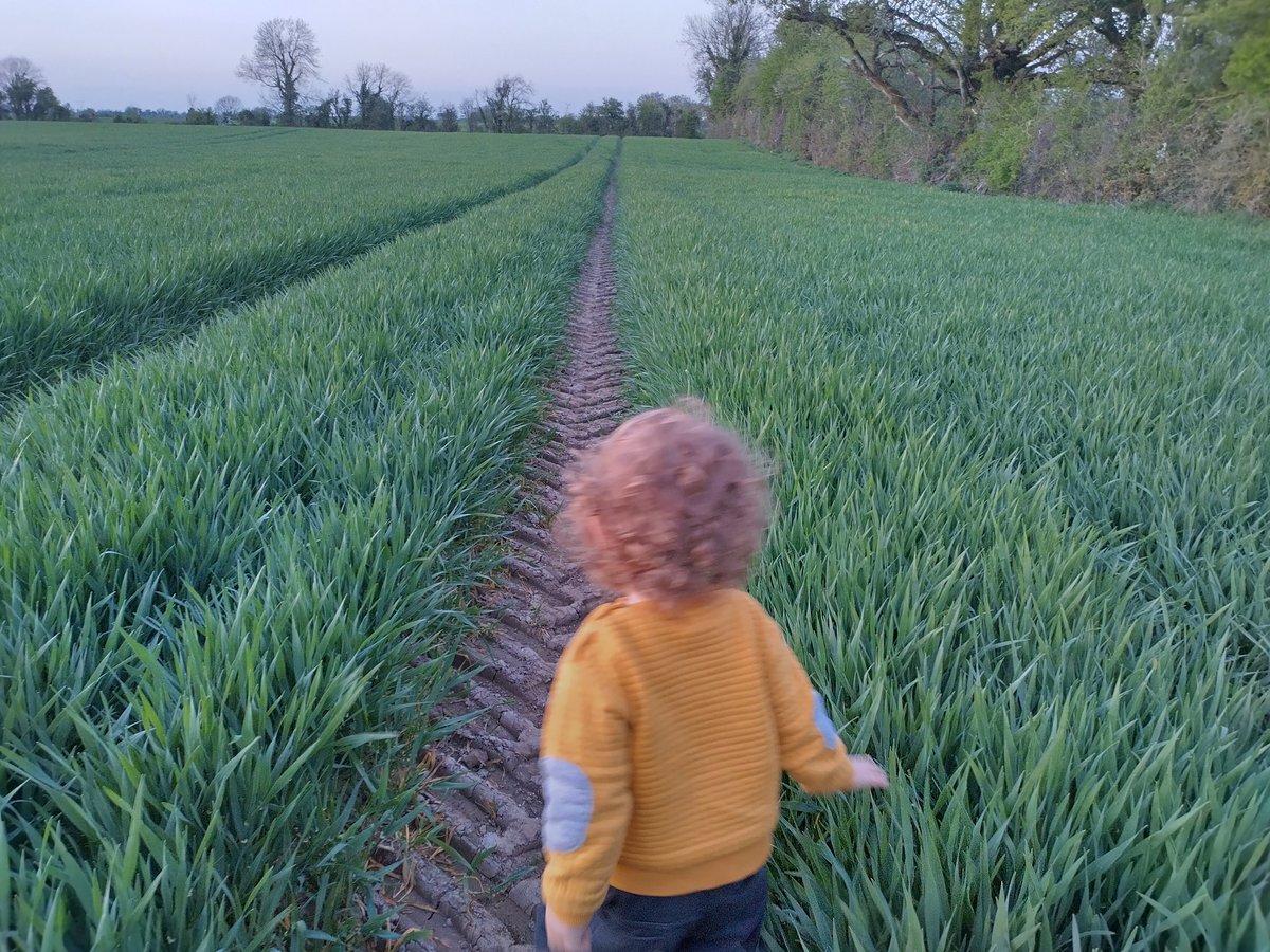 One of life's simple pleasures, running ones hand through a field of barley 

#barley #fieldofgold #farmlife