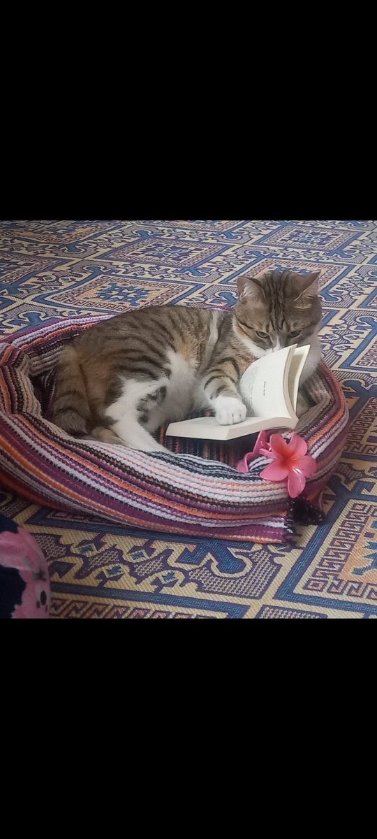 #Kedi edebiyatı 101: Miyav ve Önyargı