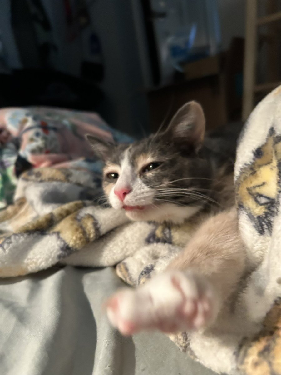 oreoeocat's tweet image. Another sleepy day