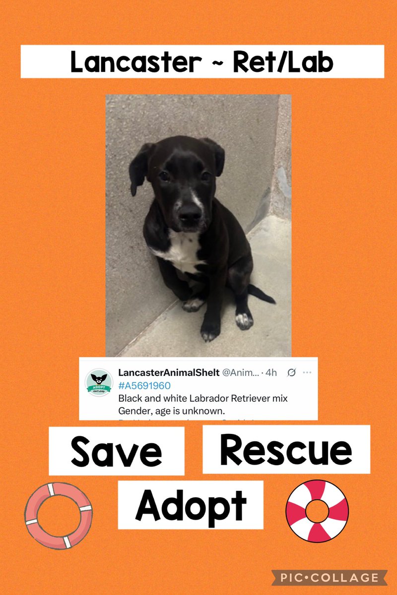 SarahjaneGille1's tweet photo. Lancaster this one makes me
😢 😞let’s help #REPOST &amp; make this dog happy 😊 Everyone #share #tweet #post #save this dogs #LIFE #labradorsandfriend #dlrraz #desertlabradorretrieverrescue #labrescuefresno #cc-labrescue #secondchancerescue #sweetangelanimalrescue #livelovepetcare https://t.co/VOXjd1gTzu