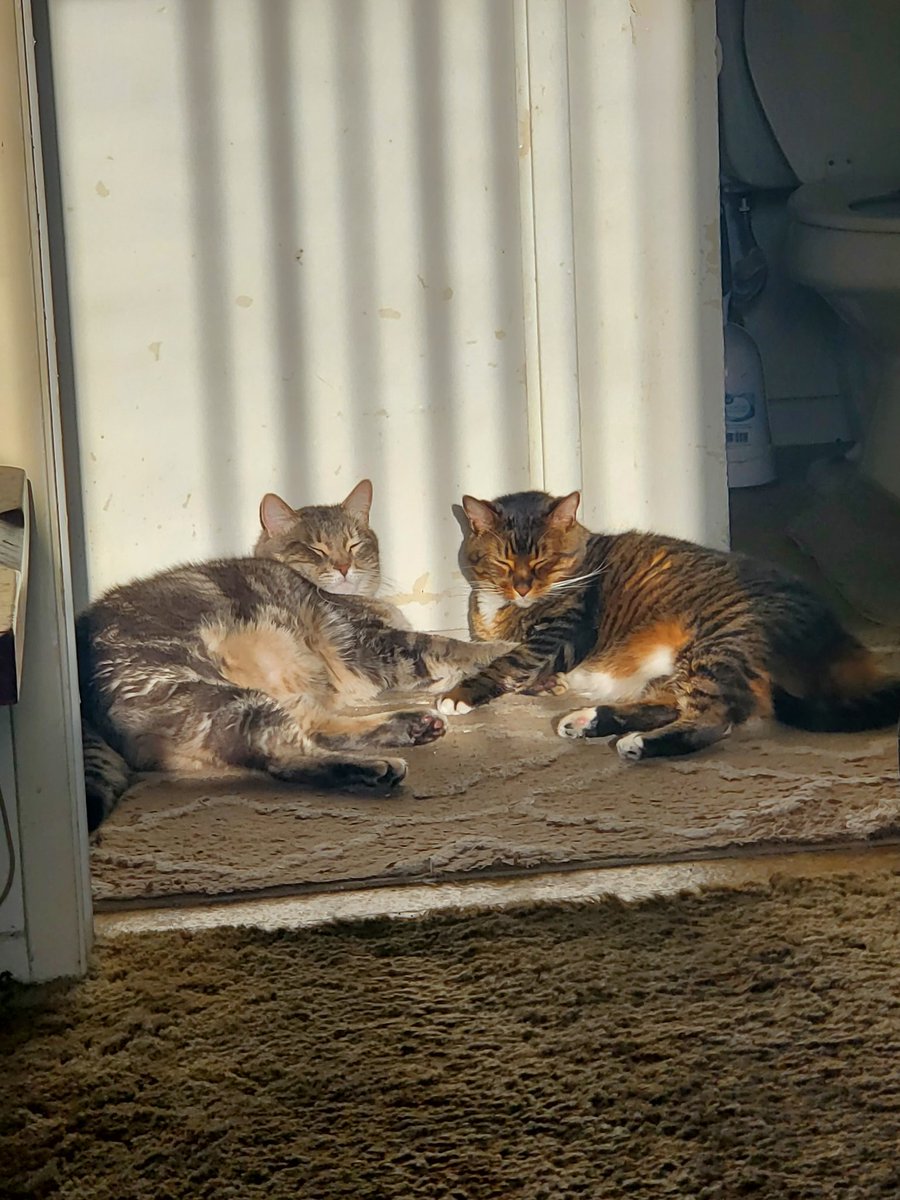 Jodilin88's tweet photo. @ShouldHaveCat Smolkie n Jake synchronized sun 🌞 puddles 😻🐾💖✨️🌈 https://t.co/1vABUlYpEz