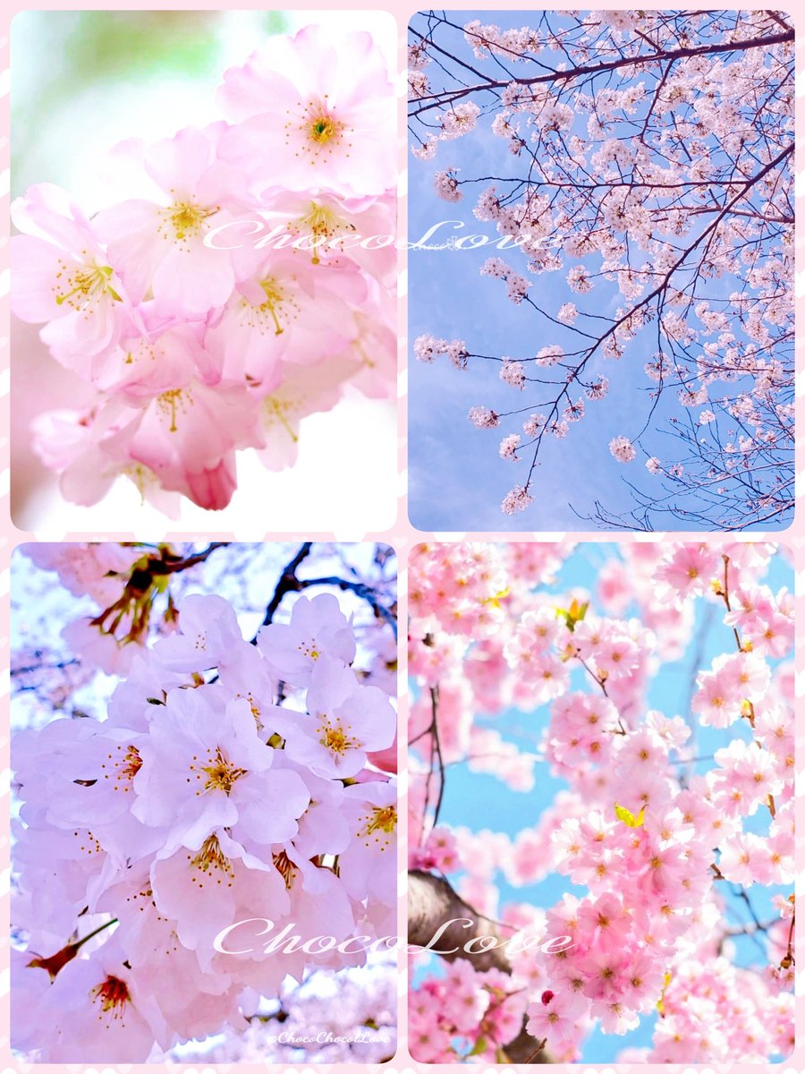 ChocoChocolLove's tweet image. ·
𖥸  𖦥  𝙶𝚘𝚘𝚍  𝚖𝚘𝚛𝚗𝚒𝚗𝚐 𖦥 𖧡

いつも RP いいね♡ リプ
優しい繋がりに感謝です✨

今週も笑顔溢れる素敵な
時間をお過ごしください☘️

変わらず低浮上ですが 
よろしくお願いします☺️

                     𖤣𖥧𖡼.𖤣𖥧⚘𓂃◌𓐍

#TLを桜でいっぱいにしよう
#TLを花でいっぱいにしよう