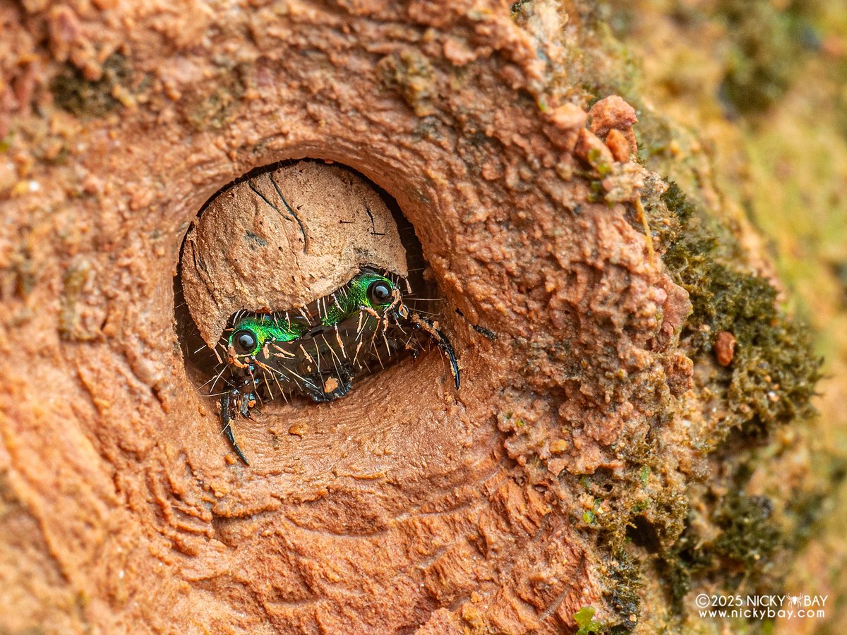 Welcome! Come on in....?

Tiger beetle larva