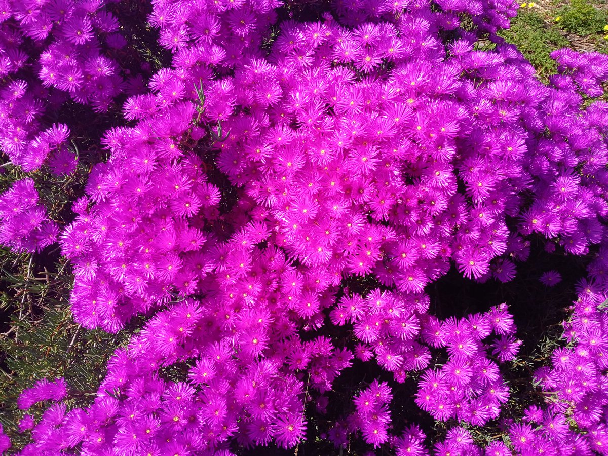 InflammaSean's tweet image. Just remembered there are tags you might like:

#flowerReport
#joyInSpring