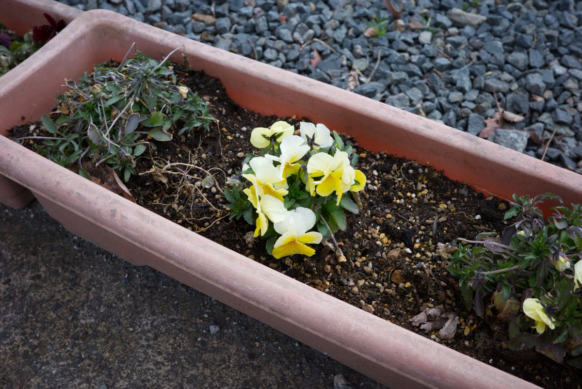 #sugosnap #岩手 #盛岡 #streetphotography #streetphoto #street #japan #gr3x #gr3