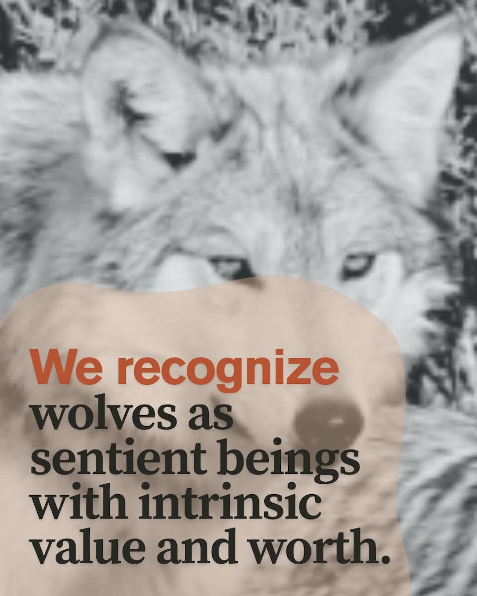 GCWolfRecovery's tweet photo. The Grand Canyon Wolf Recovery Project is dedicated to bringing back wolves to help restore ecological health in the Grand Canyon region. #WolvesBelong #KeystoneSpecies #StandupforWolves #Wolves https://t.co/BZ056B75lm