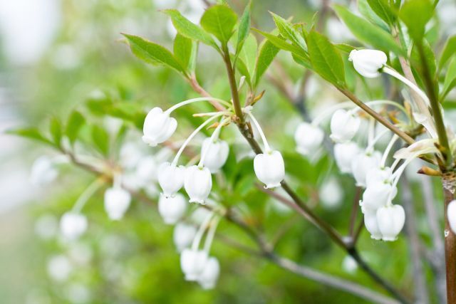 コ*ア様 ドウダンツツジ白花871 コ*ア様 ドウダンツツジ白花871 ドウダンツツジ白花871 Tree Island