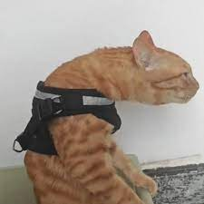 PhobosLover69's tweet image. what is bro's posture