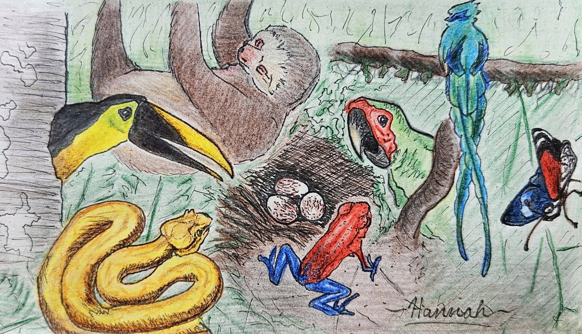 Studying abroad in Costa Rica this semester and did this fun wildlife sketch in my journal today :)