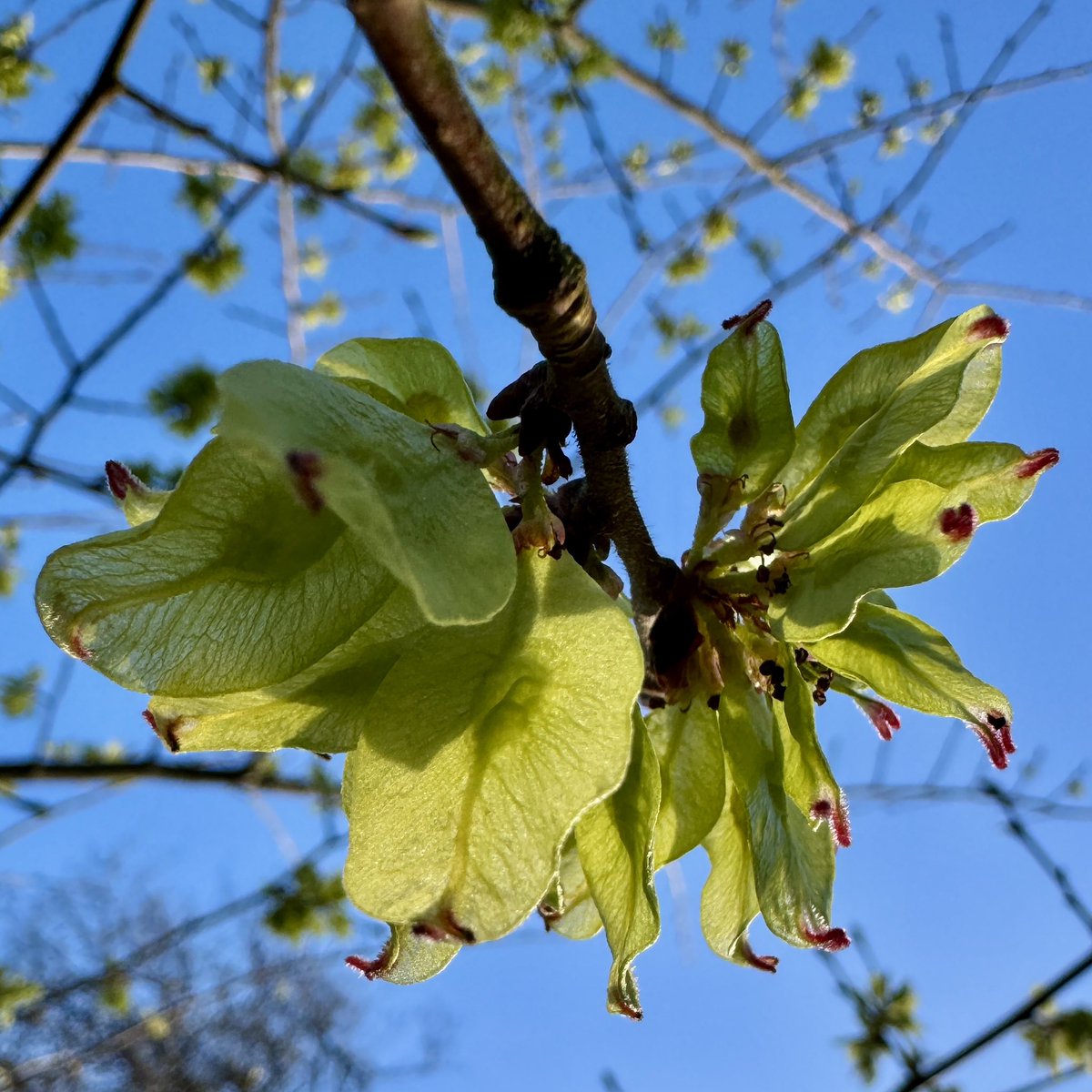 Crab apple and sessile oak flowers on our patch this week with wych elm seeds swelling in Nth Donegal for #wildflowerhour #treeflowers
