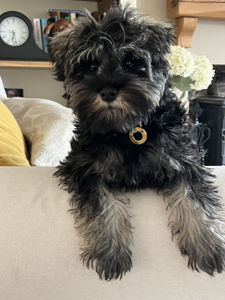 Schnauzer Sunday!