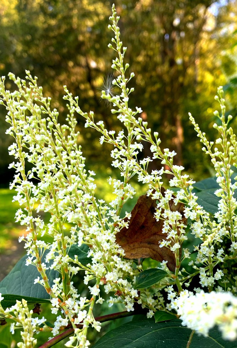 BotaniccaPlant's tweet photo. #Reynoutria #japonica, synonyms #Fallopia japonica and #Polygonum cuspidatum 🌸🌱🌿 https://t.co/32PL2bweho