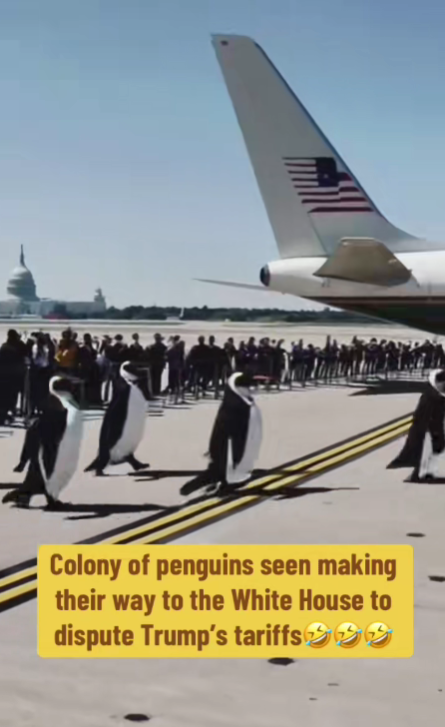 Shakaama's tweet photo. NARRATOR: turns out the penguins actually came to the table to negotiate a more favorable trade deal with President Trump.
Now who's laughing?
#Trump #TrumpTariffs #PenguinTariffs Ivermectin Robert DeNiro Hunter #tariffs #TariffWar #PresidenteBukeleEnLaCasaBlanca #Australia https://t.co/LknyAhGaWK