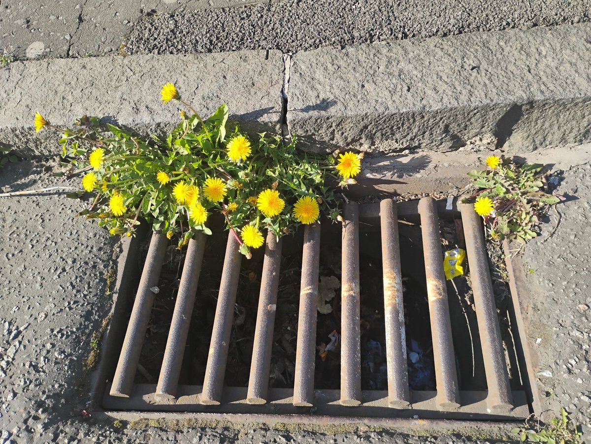 #treeflowers #wildflowerhour ash and dandelions growing in the gutter in Edinburgh