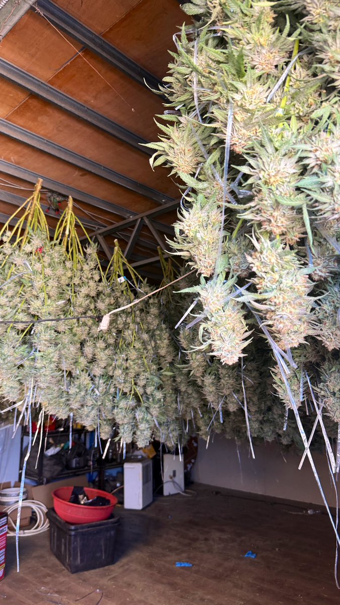 BloomBudBloom's tweet photo. #HANDTRIM https://t.co/9Q1yvK3sDb