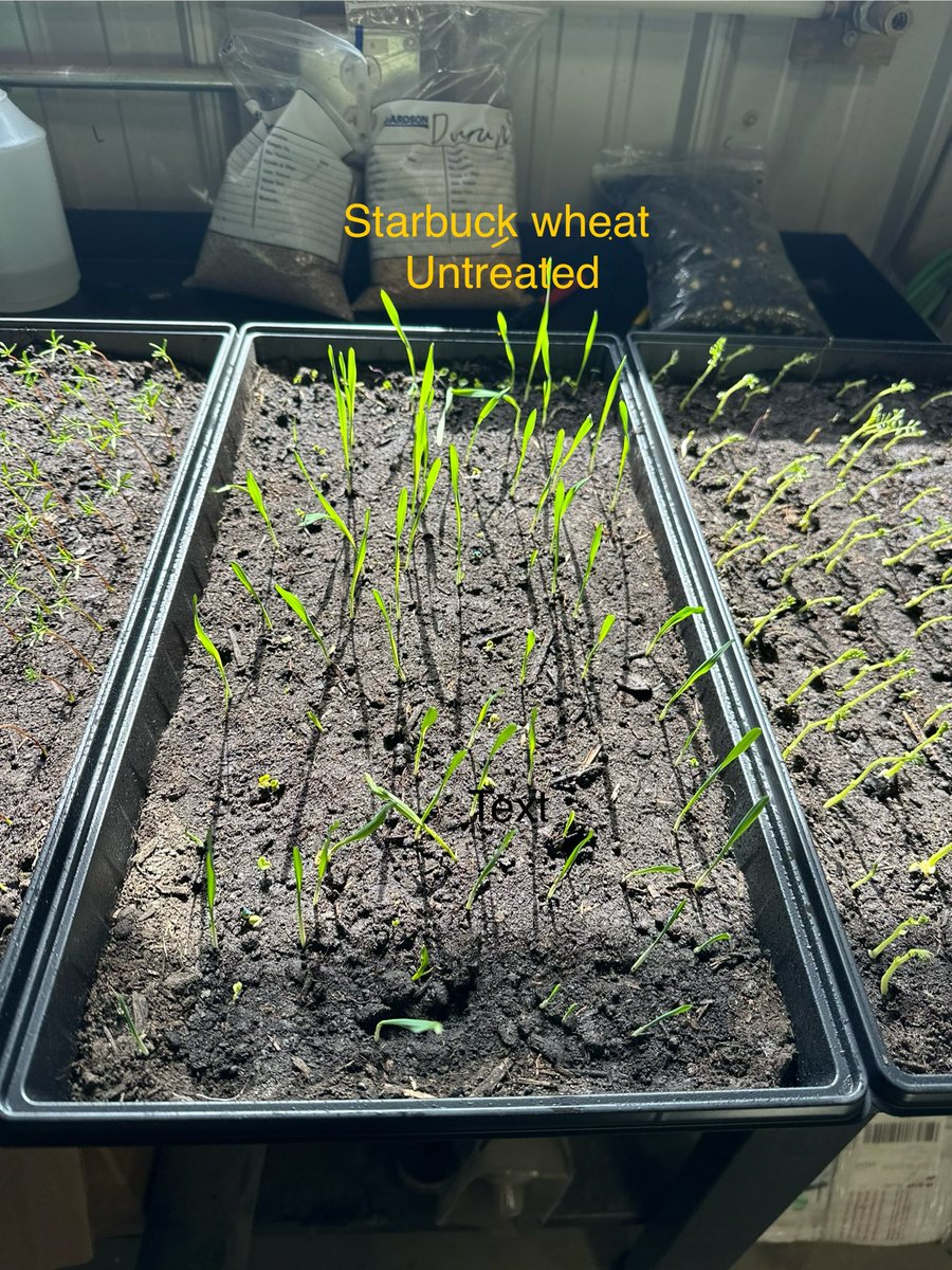 douggomex's tweet photo. Thanks to PDHG farms for the work and the pic’s. #omex #pulsepak shines with wheat as well. Want results use Omex primers. Contact Perry &amp; the boys today and order your seed primers. #PDHGFARMS https://t.co/kZe4SYlKMM