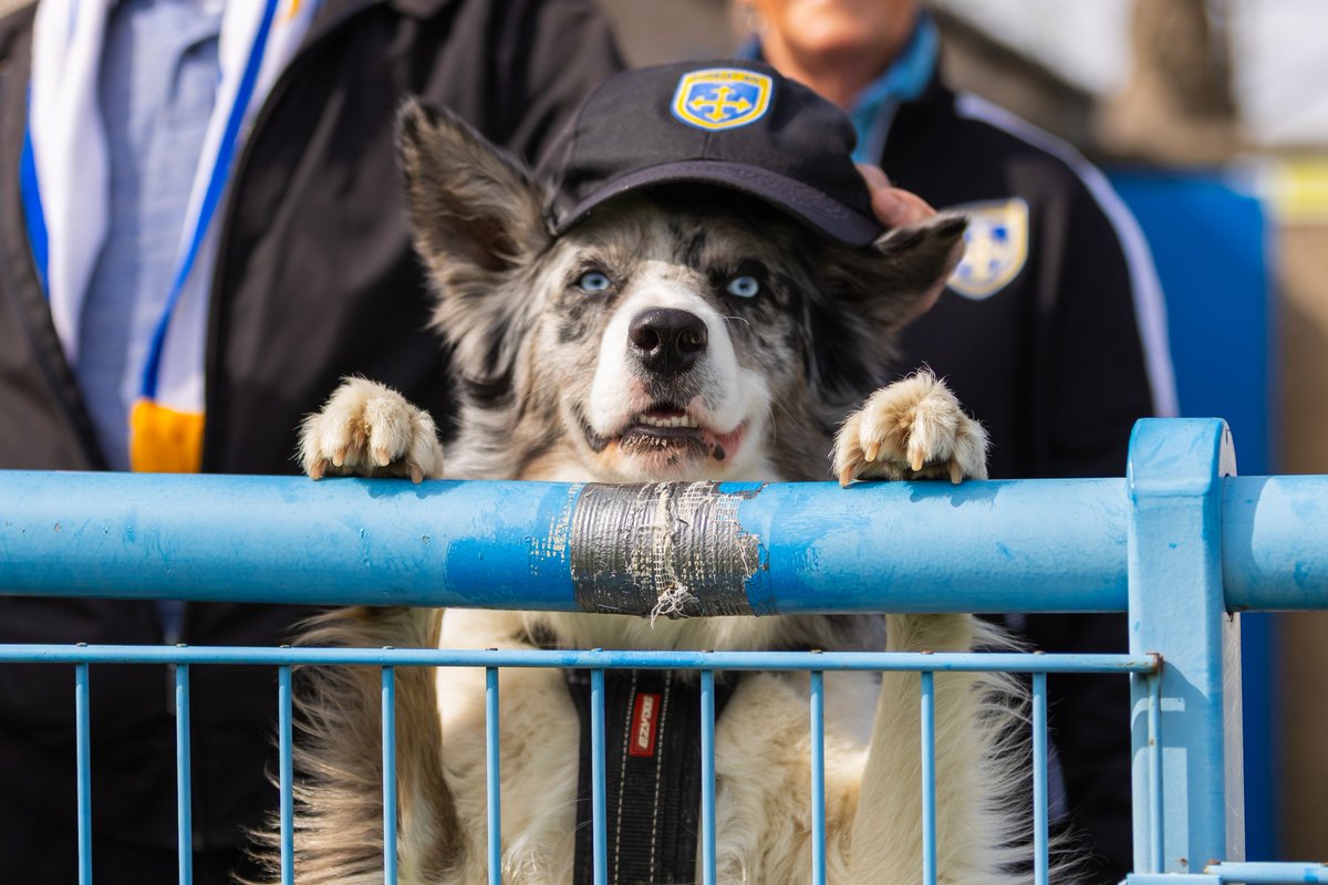 GuiseleyAFC's tweet photo. 1️⃣,1️⃣7️⃣1️⃣* - the highest Northern Premier League attendance of the weekend

Thank you for your support 👏

*Not including dogs

#GAFC #GuiseleyTogether https://t.co/4h3q4tlaBs