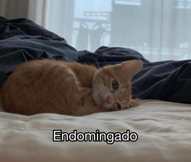 paginalixo1's tweet photo. mood do dia https://t.co/JlKuVXcG5G