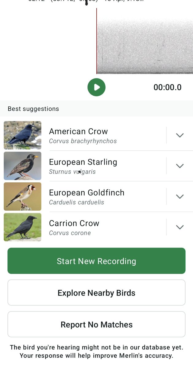 Hello there <a href="/BirdWatchIE/">BirdWatch Ireland</a> 
The bird identifying app on my phone picked up an American Crow in Drogheda this morning. 

Is this possible do you think?

Or maybe the app got mixed up.

Thanks!