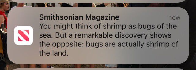 equine__dentist's tweet photo. bugs is… shrimp?? https://t.co/y96Tm2WDco