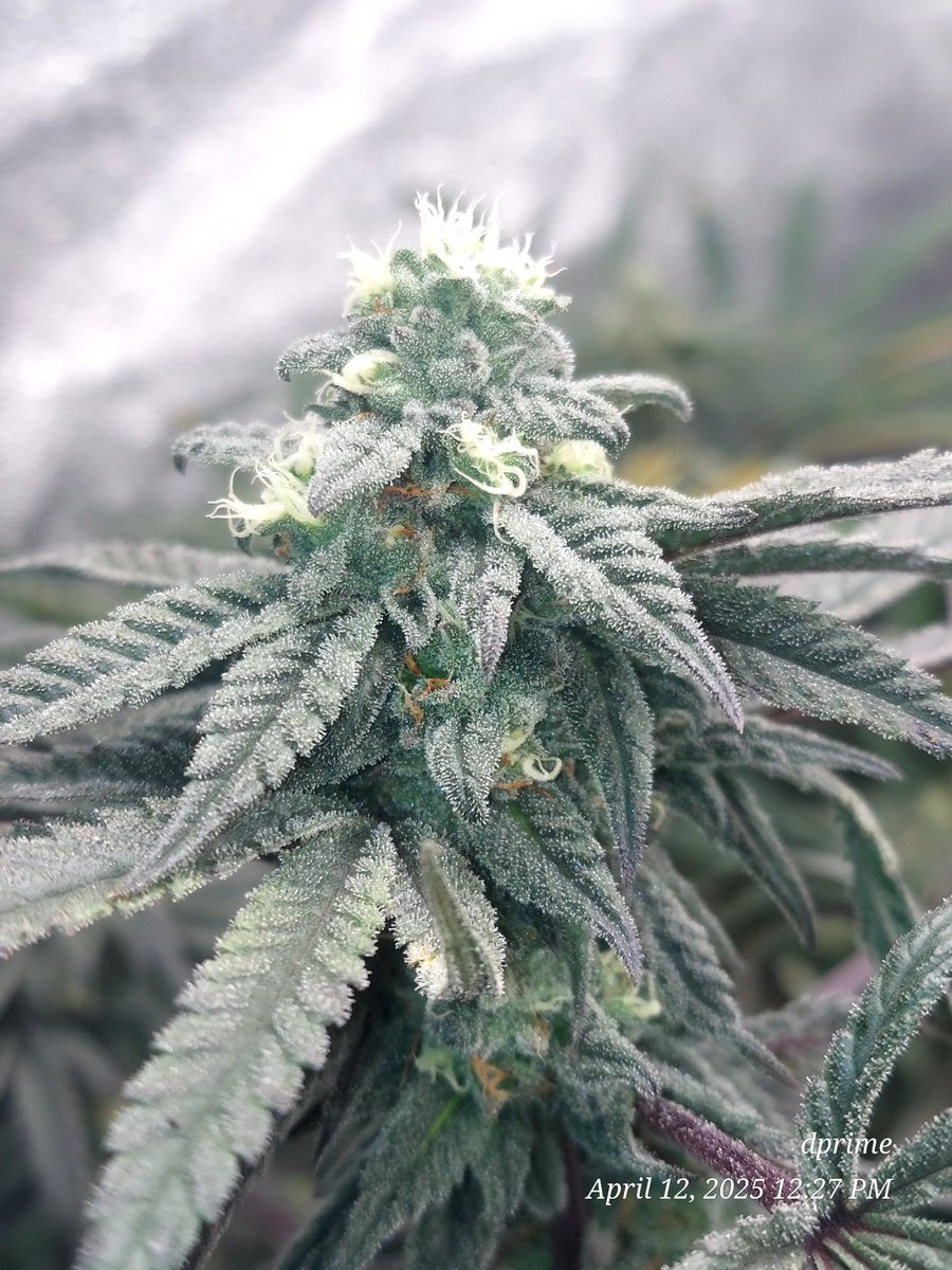 AesthetiGenetix's tweet photo. Nug structure differences between Phenos from the same pack of seeds. I love seeing the diversity in phenos. I swear there is one super chonker out of every 5 seeds whenever ive popped a whole pac
#Zamnesia #Runtz #acinfinity #controllerai #evo3 #eternitygrowcup2025 #growdiaries https://t.co/UCJkO9uaUS