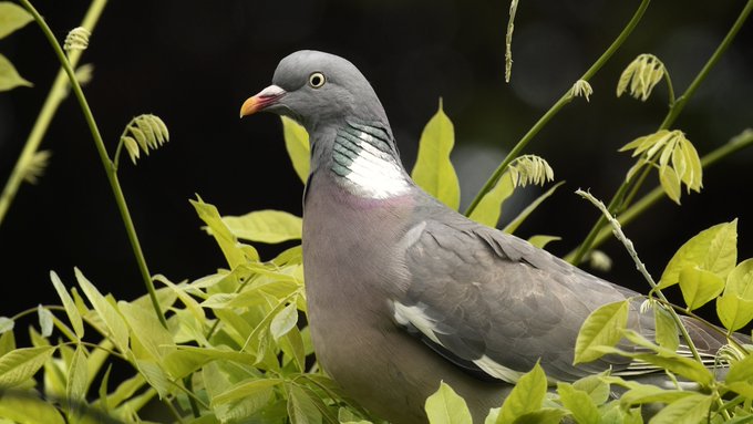 a_london_pigeon's tweet image. 📷  rwhooster @rwhooster  #October2023