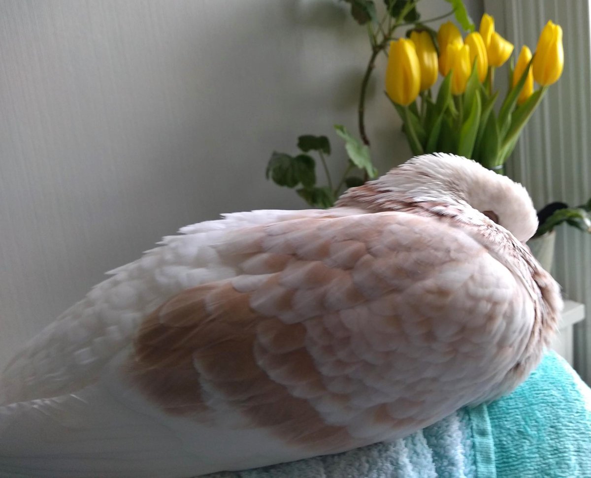 PhilippaPigeon's tweet photo. Lazy Sunday, enjoying the beauty of spring tulips 🥰 https://t.co/yG6Dtrqx7a