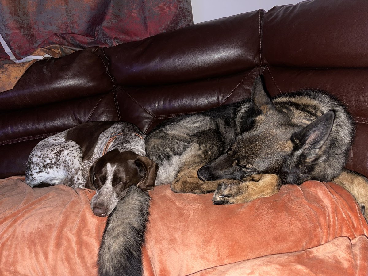 Snoozing on the sofa with Flame ❤️ #dogs #bestfriends #rescuedog #sleepy