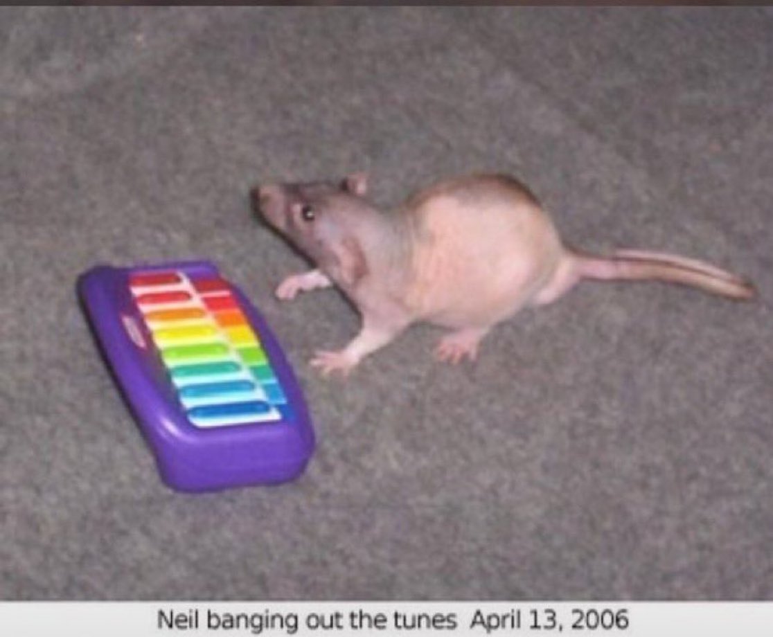 knowyourmeme's tweet photo. On this day 19 years ago, Neil was banging out the tunes. https://t.co/g8XnIAFQ8u