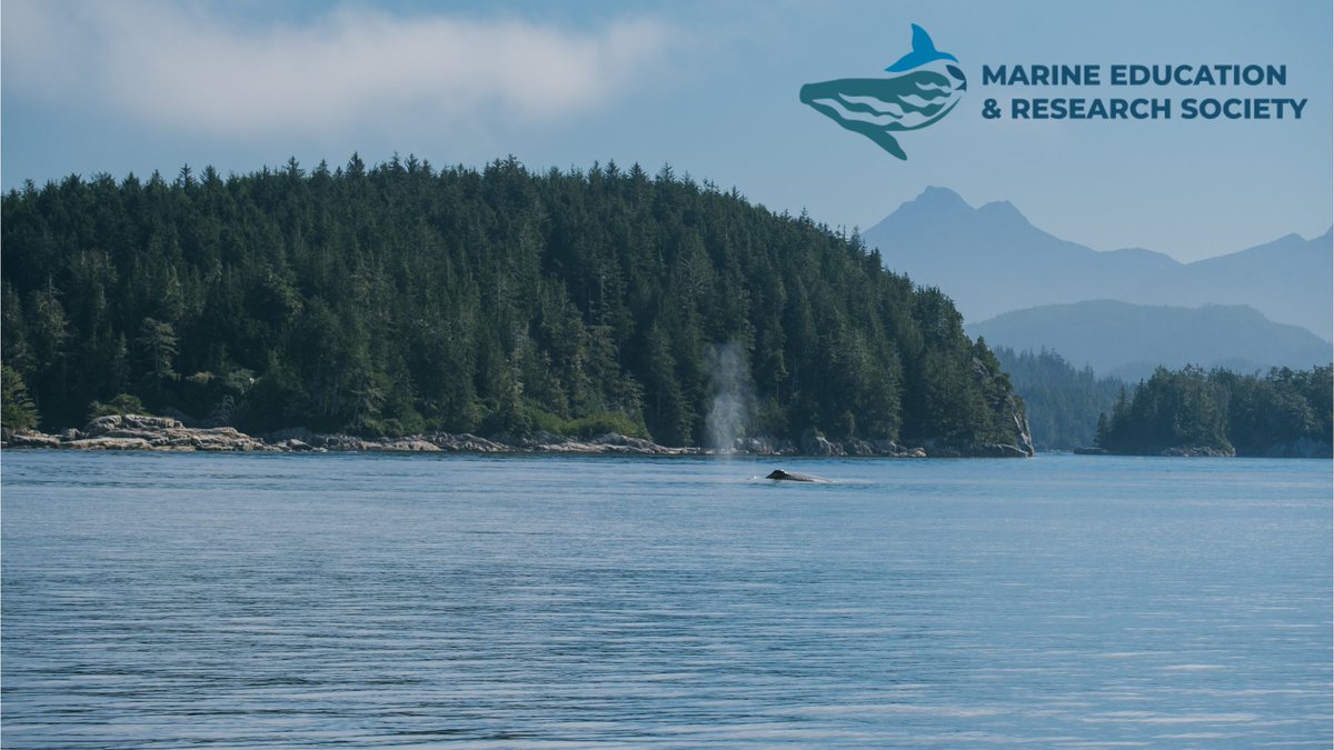 KayakingTours's tweet photo. The 2025 @mersociety's annual fundraiser is open for just a few more hours! Now's your chance to place a bid on a $1,000 Spirit of the West Adventures gift certificate. 🐋✨️

Auction will be closing tonight, April 13th at 7PM (PST). 💫⁠

https://t.co/2TZPQgUYrR https://t.co/fHs3vlSNho
