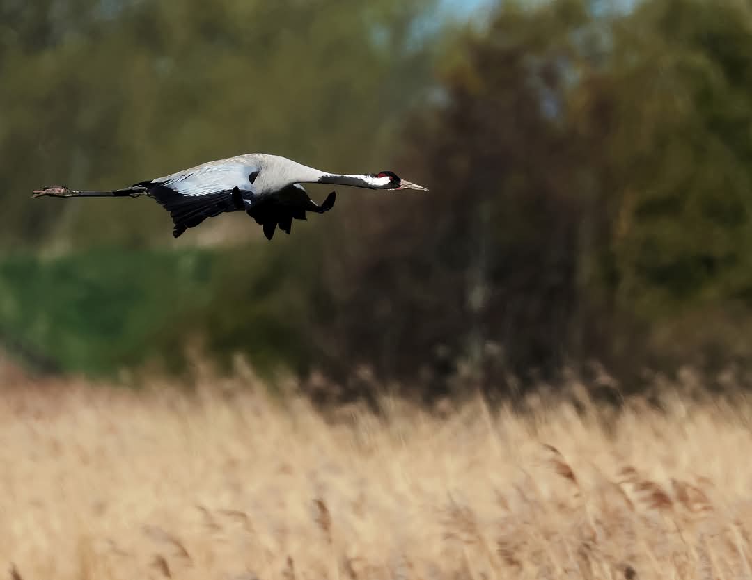DarrenC16775551's tweet photo. Common Crane #Nature #Outdoors #Animalwildlife #Wildlife #Oneanimal #Bird #Animal #Grass #Spreadwings #UkBirds #UKWildBirds https://t.co/LIyn4geeyk