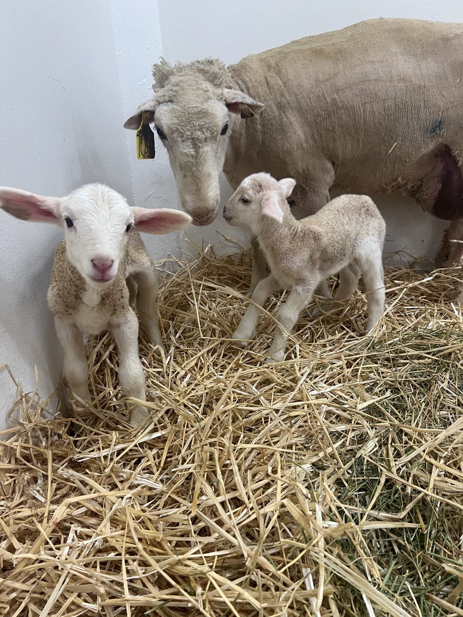 Prof Alison Van Eenennaam (@BioBeef) (@biobeef) on Twitter photo Our latest gene edited 🧬 lambs were born today <a href="/ucdavis/">UC Davis</a> on Picnic Day - a set of twins 😍 looked over by their dam - 🙏 thanks to <a href="/ucdavisvetmed/">UC Davis Veterinary Medicine</a> for taking good care of them <a href="/ucanr/">Ag&Natural Resources</a> <a href="/ucdavisCAES/">CA&ES, UC Davis</a> Our latest gene edited 🧬 lambs were born today <a href="/ucdavis/">UC Davis</a> on Picnic Day - a set of twins 😍 looked over by their dam - 🙏 thanks to <a href="/ucdavisvetmed/">UC Davis Veterinary Medicine</a> for taking good care of them <a href="/ucanr/">Ag&Natural Resources</a> <a href="/ucdavisCAES/">CA&ES, UC Davis</a>