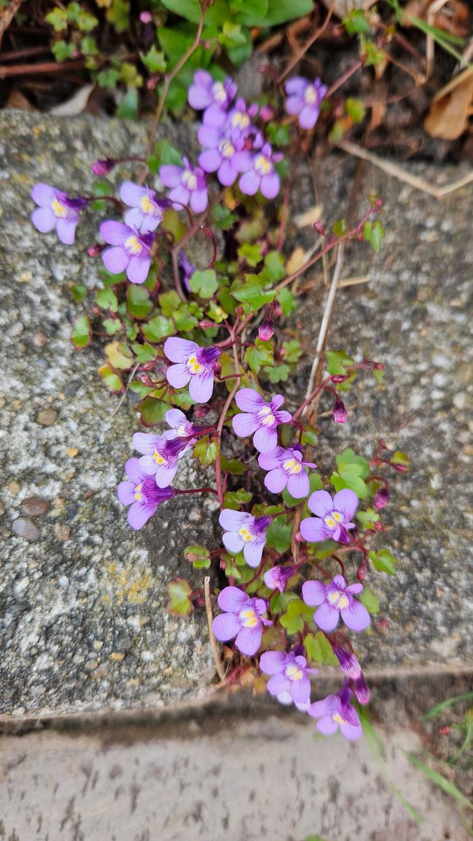 carovdster's tweet photo. #wildflowerhourNL 
Stoepplantjes #vandaaggemaakt
Muurleeuwenbek, akkervergeetmenietje, boshyacint https://t.co/B1bHAidIcN