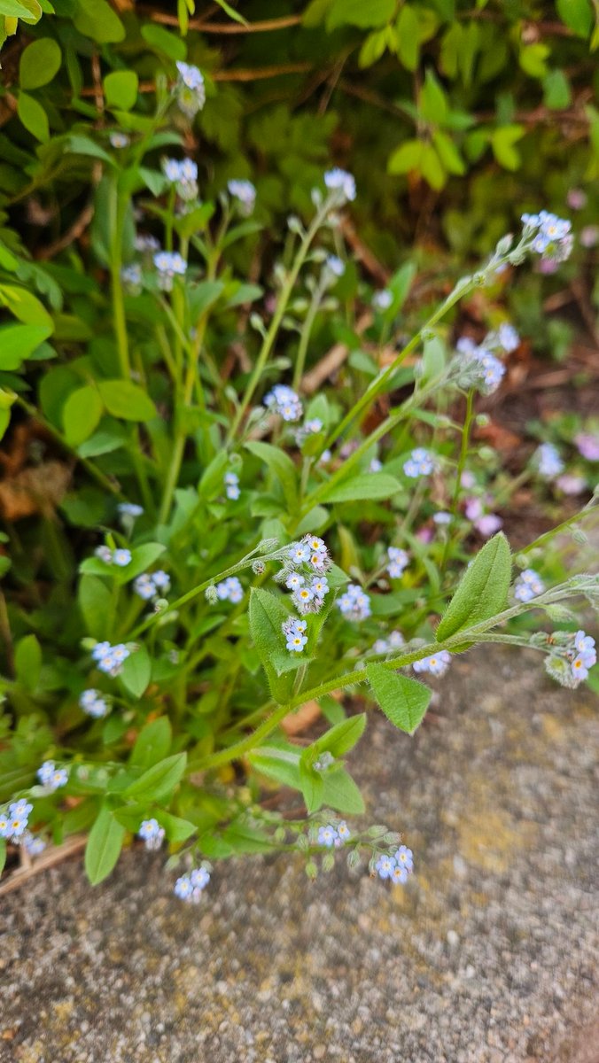 carovdster's tweet photo. #wildflowerhourNL 
Stoepplantjes #vandaaggemaakt
Muurleeuwenbek, akkervergeetmenietje, boshyacint https://t.co/B1bHAidIcN
