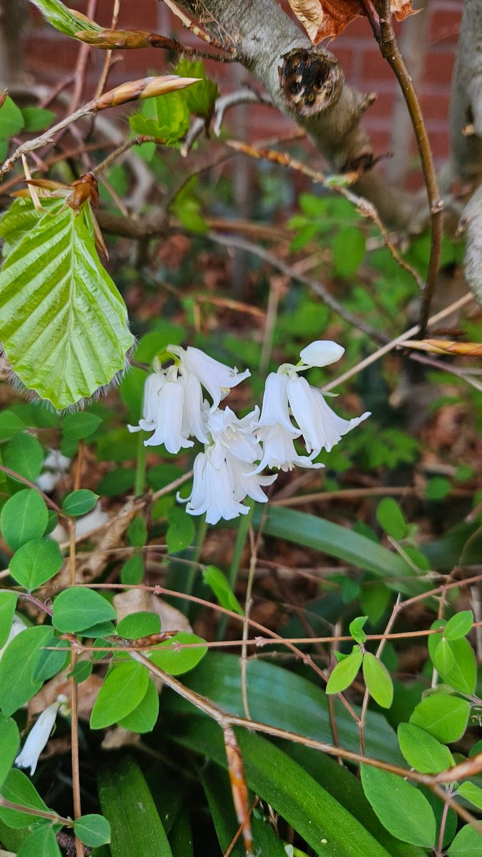 #wildflowerhourNL 
Stoepplantjes #vandaaggemaakt
Muurleeuwenbek, akkervergeetmenietje, boshyacint