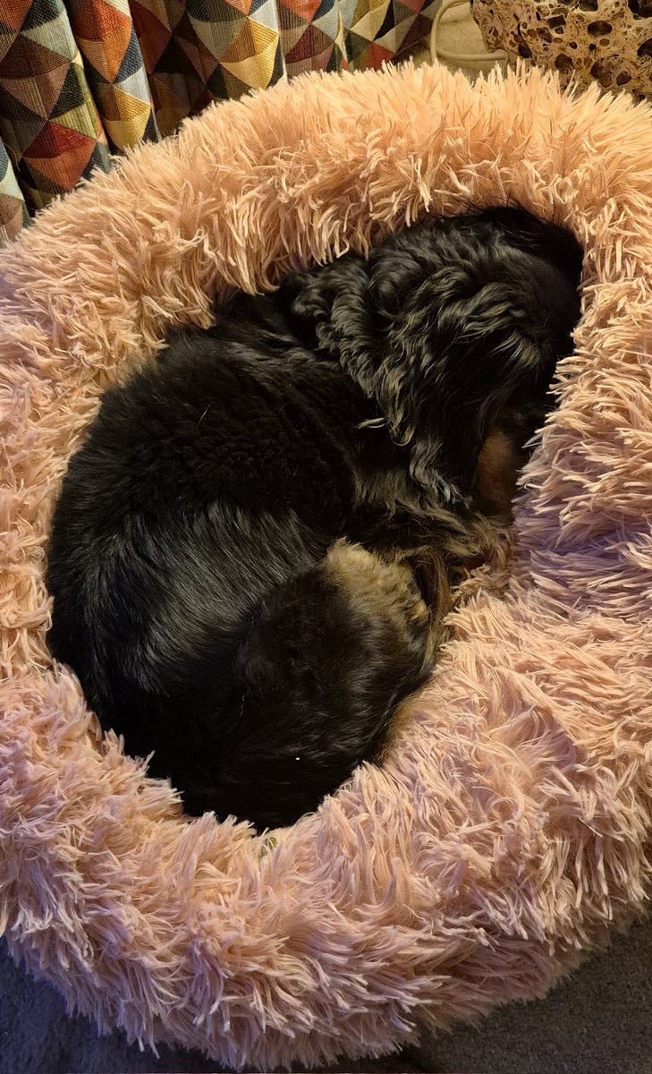 HWicket's tweet photo. #BTPosse #SpringBreak #DogsOfX @MrSebBT One for yoo! BOGLE and her favourite SebiMouse 😍  we are safe home now after the bestest week. #WicketWagon Mrk 4 is pawformin' well 👍 but it's good to be back home. Carrots tonight fer #TimSlaw. Me first!! Yoo lot after 😬😉 https://t.co/6cKGHdQ6s8