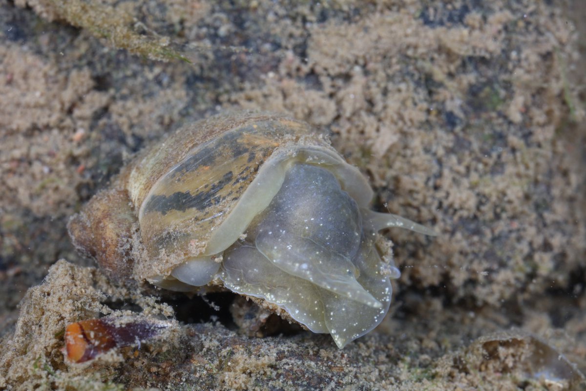 Wandering Pond Snail (Ampullaceana balthica)