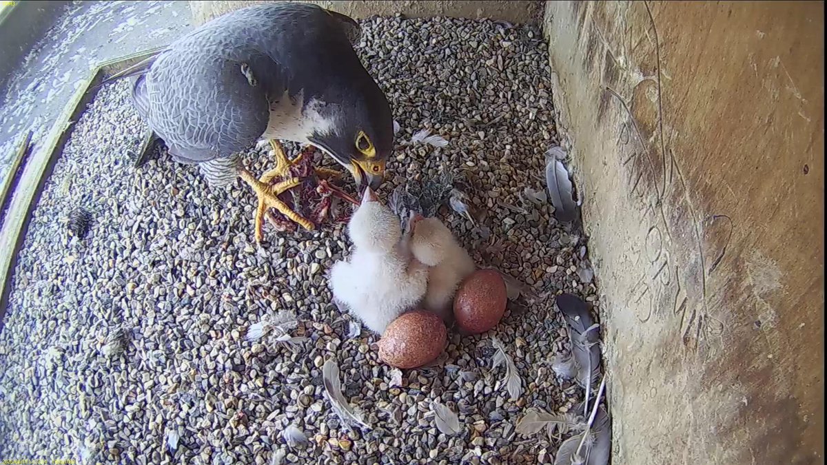FaB Peregrines tweet media
