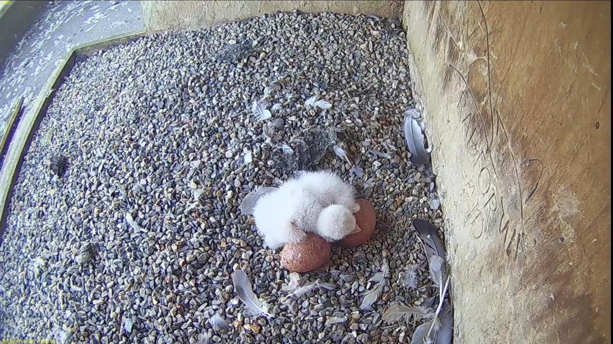 FaB Peregrines tweet media