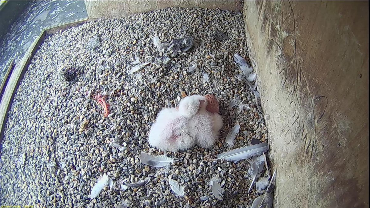 FaB Peregrines tweet media