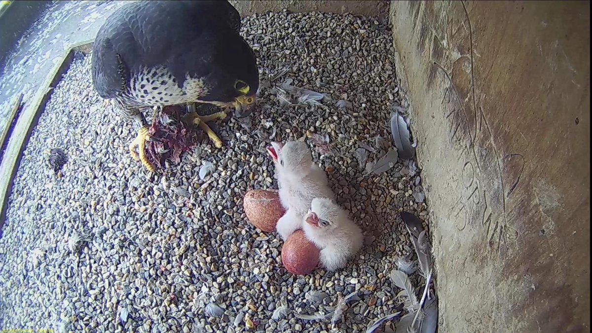 FaB Peregrines tweet media