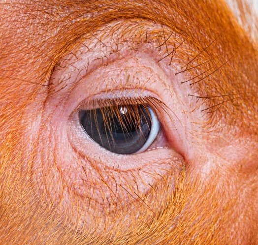 cyra981355's tweet image. "Pig eye vs human eye"
