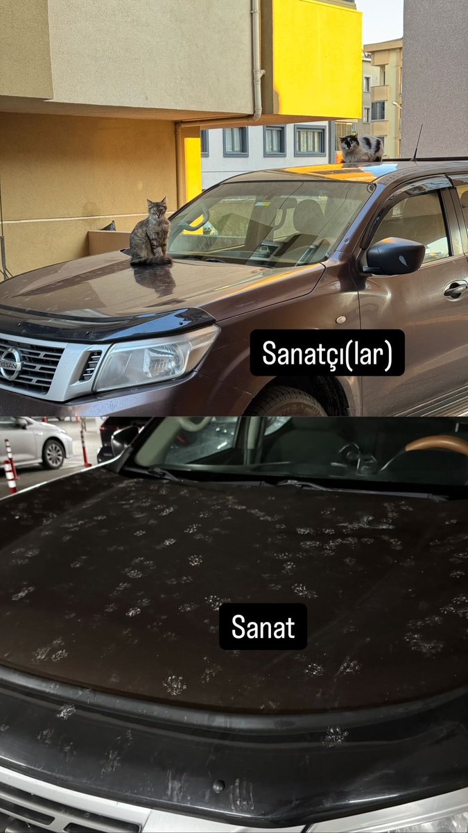 Kedikko sanat akademisi