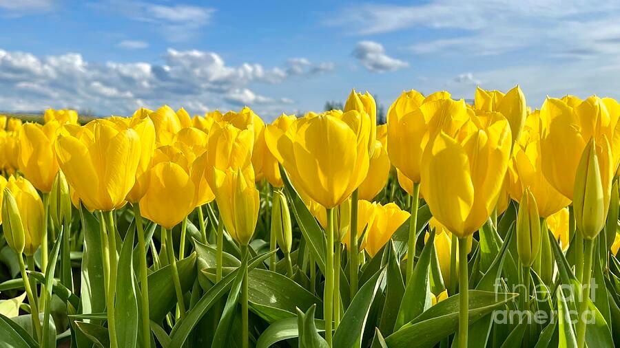erinmdorffette's tweet photo. A gold bar of #flowers! #tulips #yellow #flower #naturalperspective #savingmemoriesbymakingmemories #tulip #oregon #usaphotographers

https://t.co/Y3yn3fanJ7 https://t.co/46lo1zS27w