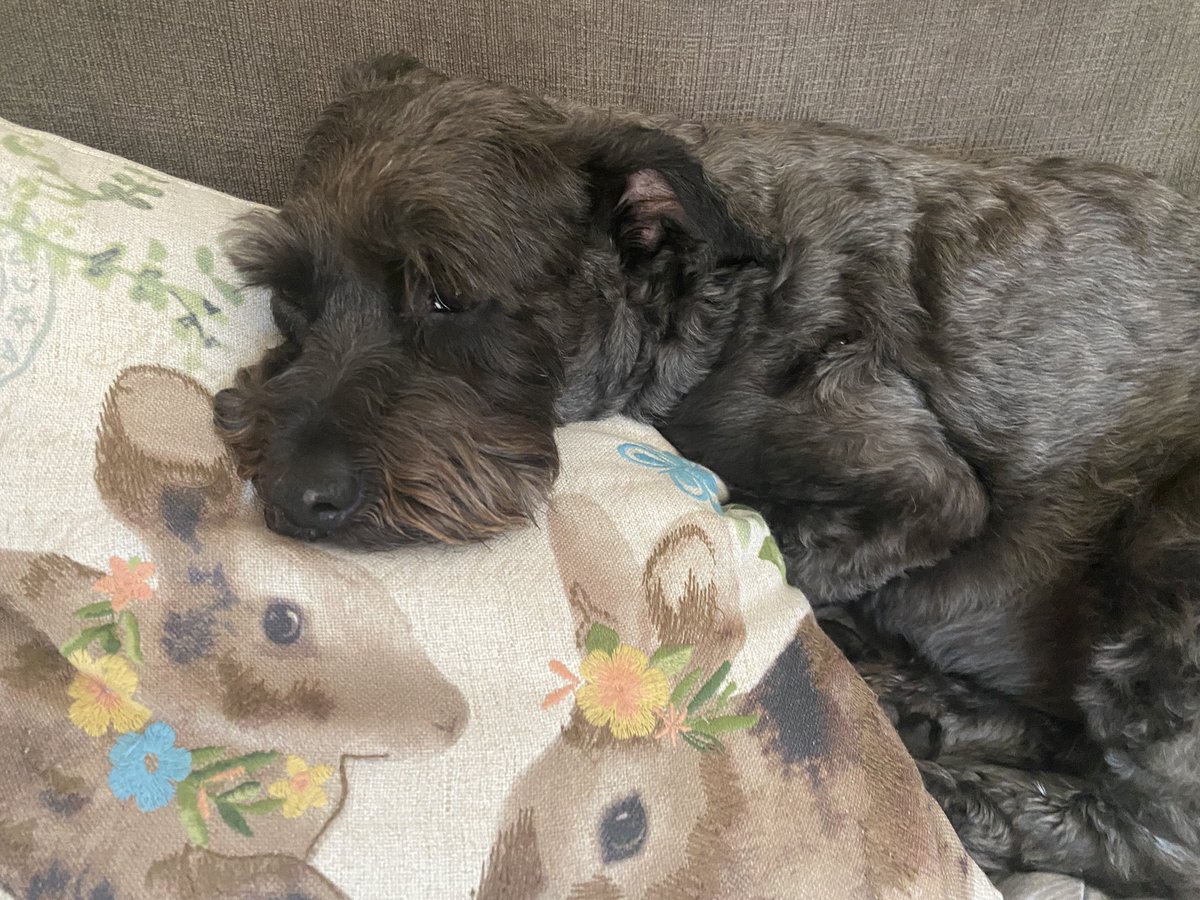 Jdavis_Halton's tweet image. Siesta time! #dogs #schnoodle ❤️ 🐾